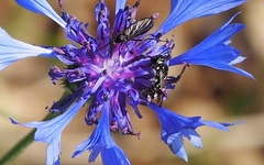 Ceratina cucurbitina