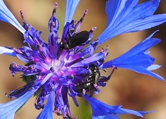 Ceratina cucurbitina