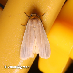 Danielithosia immaculata