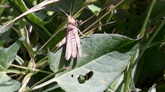 Chorthippus brunneus
