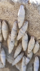 Albinaria caerulea