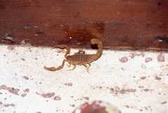 Hottentotta eminii