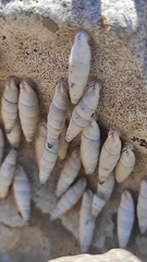 Albinaria caerulea