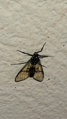 Argyroeides ophion