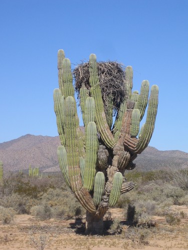 Mexican Giant Cactus
