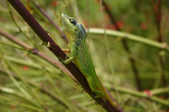 Anolis extremus