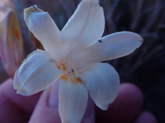 Freesia andersoniae
