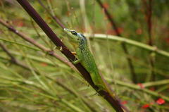 Anolis extremus