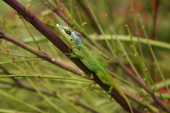 Anolis extremus