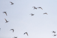 Bartramia longicauda