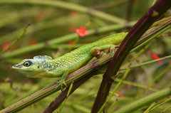 Anolis extremus