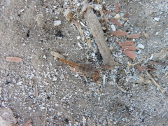 Uroplectes planimanus