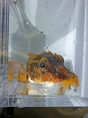 Podothecus accipenserinus