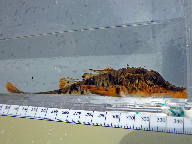 Sturgeon Poacher from Skagit County, WA, USA on January 25, 2008 at 02