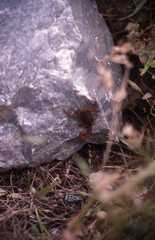 Aegaeobuthus gibbosus