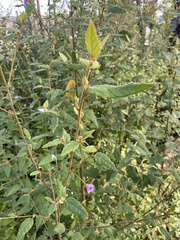 Howittia trilocularis