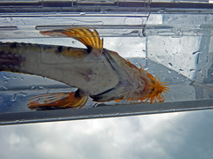 Podothecus accipenserinus