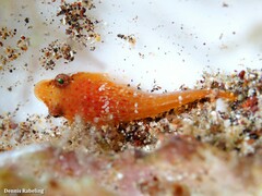 Apletodon