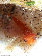 Apletodon