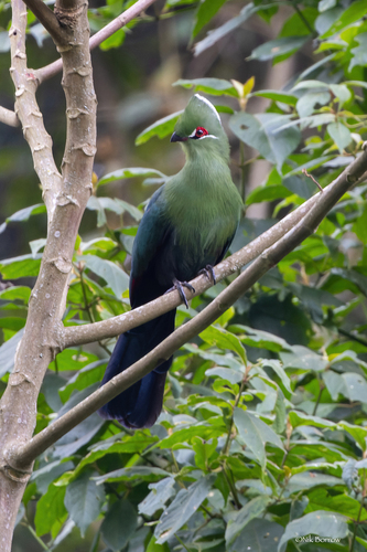 Black-billed Turaco