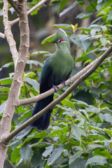 Black-Billed Turaco photo 2
