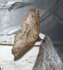 Philogethes metableta