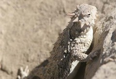 Phrynosoma blainvillii