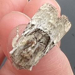 Meropleon diversicolor