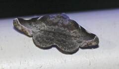 Oenochroma turneri