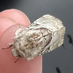 Meropleon diversicolor