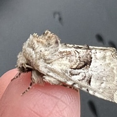 Meropleon diversicolor