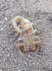 Uroplectes planimanus