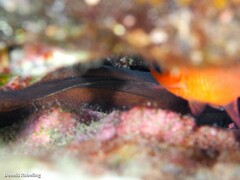 Gymnothorax unicolor