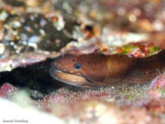 Gymnothorax unicolor
