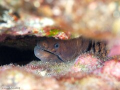 Gymnothorax unicolor
