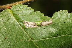 Phyllonorycter nicellii