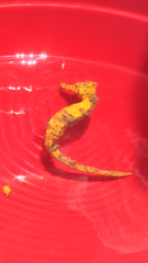 Hippocampus reidi