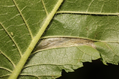 Phyllonorycter nicellii