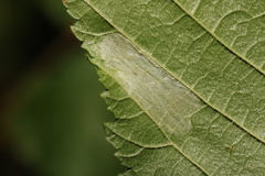 Phyllonorycter nicellii