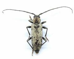 Enaphalodes niveitectus