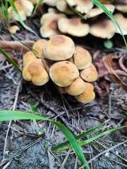 Hypholoma