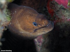 Gymnothorax unicolor