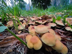 Hypholoma