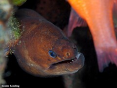 Gymnothorax unicolor