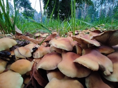 Hypholoma