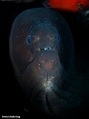 Gymnothorax unicolor