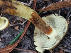 Hypholoma