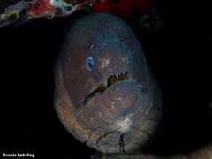 Gymnothorax unicolor