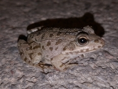 Pelophylax ridibundus