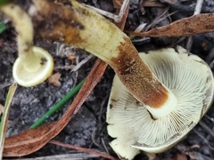Hypholoma